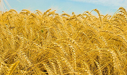 Протеины пшеницы гидролизованные 30 гр