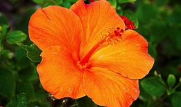 Гавайский цветок, отдушка 10 мл