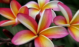 Балийский цветок, отдушка 10 мл
